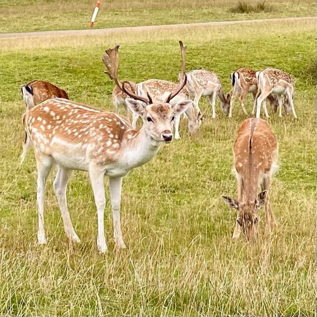 Children’s Deer Trail at Knole Park, Sevenoaks