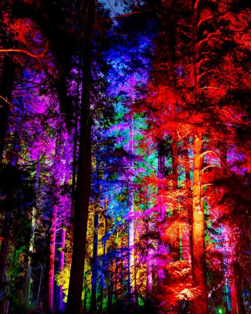 light display in woodlands for the Christmas and festive period