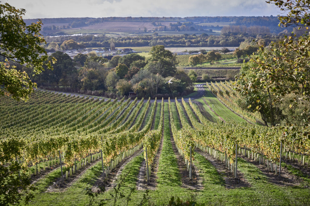 Estate tour gift idea for Dad at Vineyard in Kent